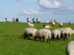 flock_of_sheep_sheep_rhn_sheep_224289