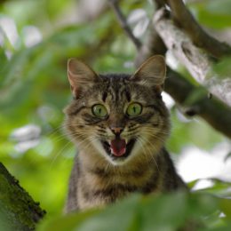 cat-1641959_1920