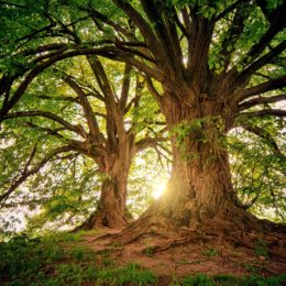 tree-3822149_1920